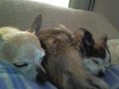 Chilli and Chicki